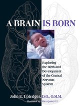 A Brain Is Born