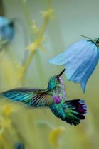 Lovely Hummingbird and a Blue Flower