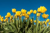 Tuindoek | Tuinposter  - Gele Tulpen (120x80cm)
