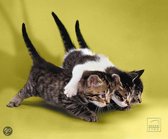 Silk Mousepad - Cats