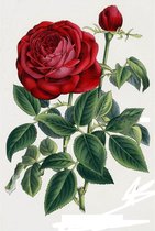 Diamond painting rode roos 30x45cm