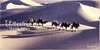 Sneeuwheuvel & kamelen in Mongolië