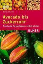 Avocado bis Zuckerrohr