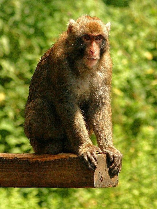 Taming The Monkey - cover