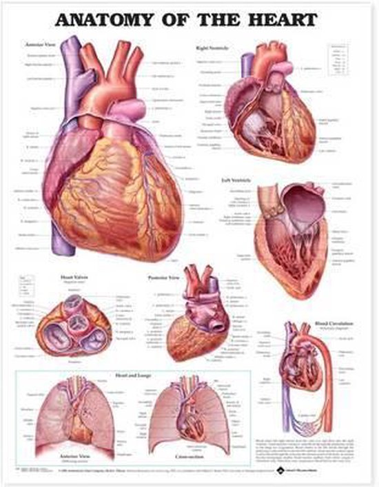 bol.com | Anatomy of the Heart Anatomical Chart | 9781587798436 | Acc
