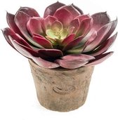 Kunstplant Echeveria pelusida vetplant bordeaux in pot 20 cm