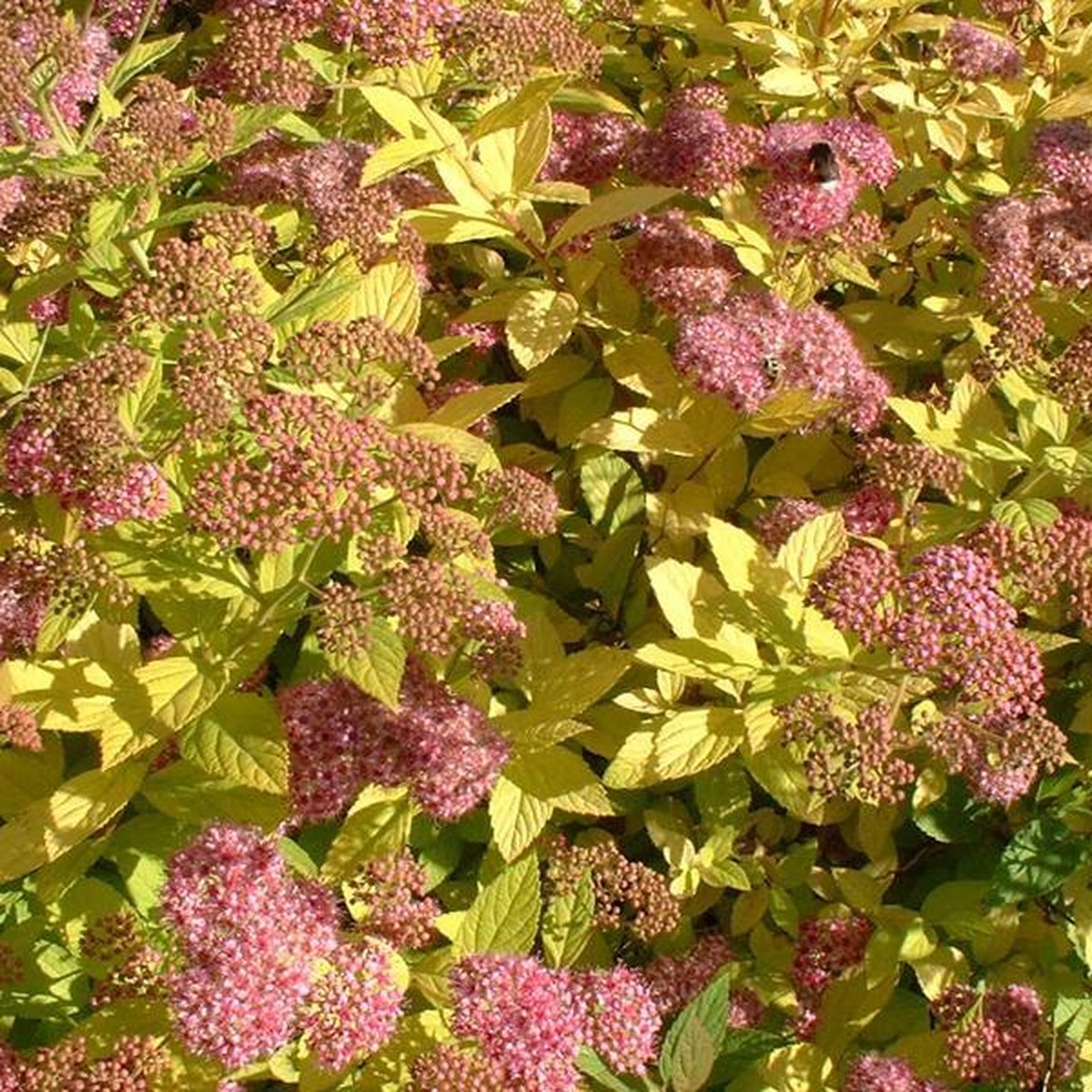 Spiraea Japonica 'Little Princess' - Spierstruik 20-25 cm pot