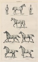 Paarden, mooie vergrote reproductie van een oude plaat met de gangen van Paarden uit ca 1920