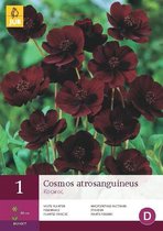 Cosmos atrosanguineus - chocoladecosmos