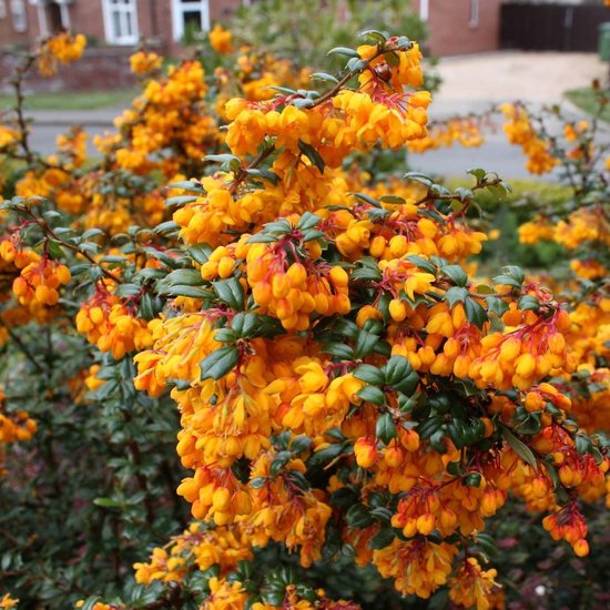 Bol Com Berberis Linearifolia Orange King Zuurbes 30 40 Cm Pot