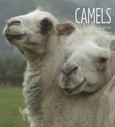 Living Wild- Camels