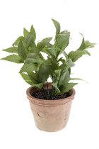 Emerald - Munt plant - In aardewerk pot -  25 cm - groen