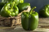 Groene paprika (8 planten)