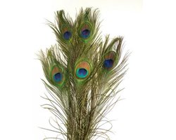 Pauwenveren - Handgeselecteerde veren van 100 cm voor interieur & carnaval