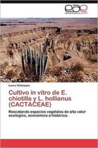 Cultivo in Vitro de E. Chiotilla y L. Hollianus (Cactaceae)