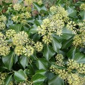 Hedera Colchica 'Arborescens' - Struikklimop - 30-40 cm in pot: Wintergroene struik met groot blad, groeit ook als niet-klimmende vorm.