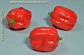 Paprika, rood, 3 stuks (dummy)