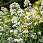 6 x Centranthus Ruber 'Albus' - Witte Valeriaan - Witte bloemen, groen blad