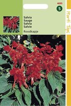 Salvia Bloemzaad - Roodkapje