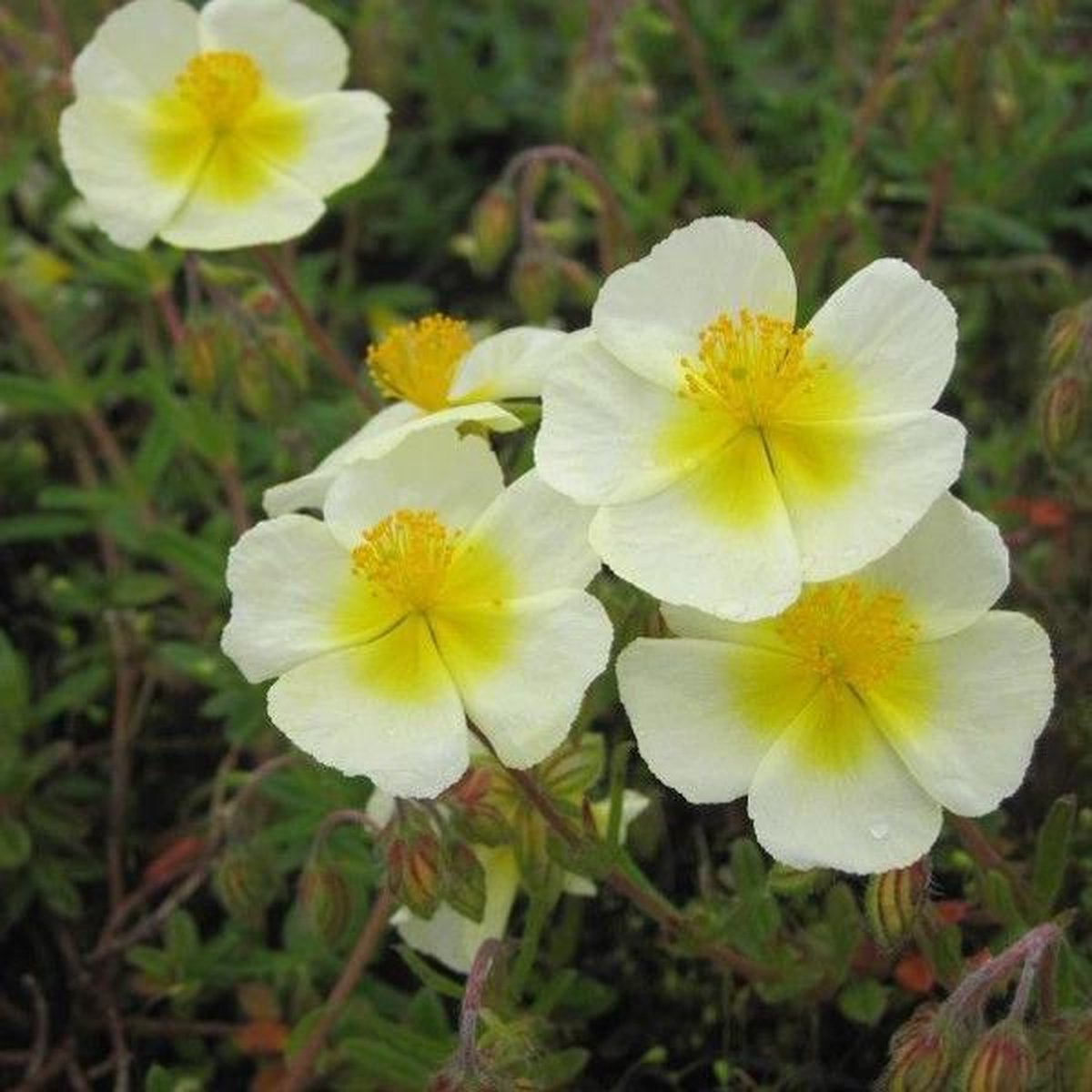 6 x Helianthemum 'Elfenbeinglanz' - Zonneroosje pot 9x9cm