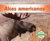 Alces Americanos (Moose)