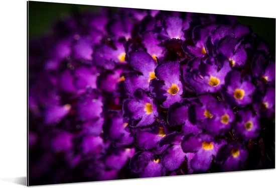 Aluminium schilderij 180x120 cm - Wanddecoratie metaal - Verlichte vlinderstruik bloemen - Metalen muurdecoratie woonkamer - Decoratie industrieel - Foto op dibond - Industriële accessoires slaapkamer