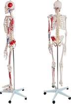 Trend24 - Anatomie Model Skelett met Poster - Met details