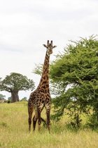 Tuinposter - Giraffe