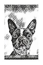 Boston Terrier