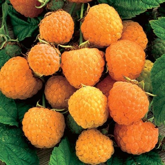 10x Rubus Idaeus 'Fallgold' - doordragend Stuik wortel bol.com