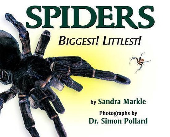 Spiders
