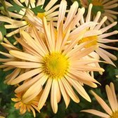 6 x Chrysanthemum 'Mary Stoker' - Margriet pot 9x9cm - Warme gele bloemen