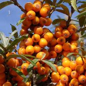 Hippophae Rhamnoides - Duindoorn|Zanddoorn - 60-80 cm pot: Winterharde struik met zilvergroene bladeren en oranje bessen, goed voor kustgebieden.