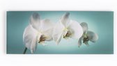 Art for the Home - Canvas - Orchidee Wit - 100x40 cm