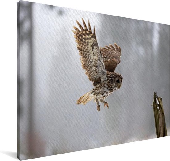 Tawny Owl atterrira sur un poteau Toile 90x60 cm - Tirage photo sur toile (Décoration murale salon / chambre)