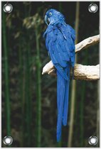Tuinposter –Blauwe Ara Papegaai– 60x90cm Foto op Tuinposter (wanddecoratie voor buiten en binnen)