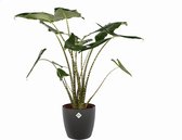 Kamerplant van Botanicly – Olifantsoor incl. sierpot antraciet als set – Hoogte: 100 cm – Alocasia Zebrina