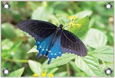 Tuinposter –Zwart/Blauwe Vlinder– 60x40 Foto op Tuinposter (wanddecoratie voor buiten en binnen)