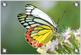 Tuinposter –Gekleurde Vlinder– 60x40 Foto op Tuinposter (wanddecoratie voor buiten en binnen)