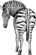 Muursticker zebra - 50 x 70 cm - handgeschilderd door Mies