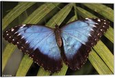 Dibond – Blauw / Zwarte Vlinder– 90x60 Foto op Aluminium (Wanddecoratie van metaal)