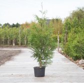 Coniferen ‘Excelsa’ - ‘Thuja plicata ‘Excelsa’’ per twee meter (5 stuks) 160 - 180 cm totaalhoogte