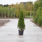 Coniferen ‘smaragd' - ‘Thuja occidentalis ‘Smaragd' per twee meter (5 stuks) 120 - 140 cm totaalhoogte