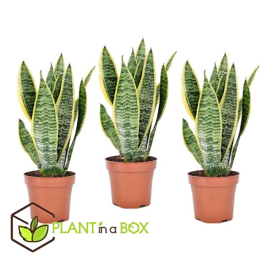 PLANT IN A BOX Sansevieria Laurentii - Vrouwentong - Set van 3 kamerplanten - pot ⌀12 cm - Hoogte ↕ 30 - 40 cm