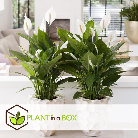 PLANT IN A BOX Spathiphyllum lepelplant - Set van 2 kamerplanten - pot ⌀17 cm - Hoogte ↕ 70 - 80 cm