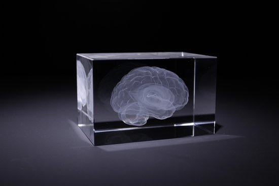 Anatomie model hersenen - 3D glazen blok - verpleegkundige cadeau/ dokter cadeau/ geneeskunde cadeau