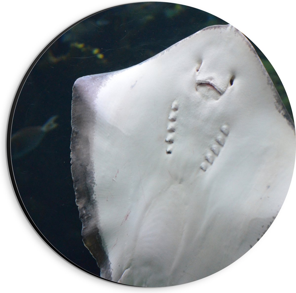 Dibond Muurcirkel - Onderaanzicht van Rog zwemmend tegen Aquarium - 20x20 cm Foto op Aluminium Muurcirkel (met ophangsysteem)