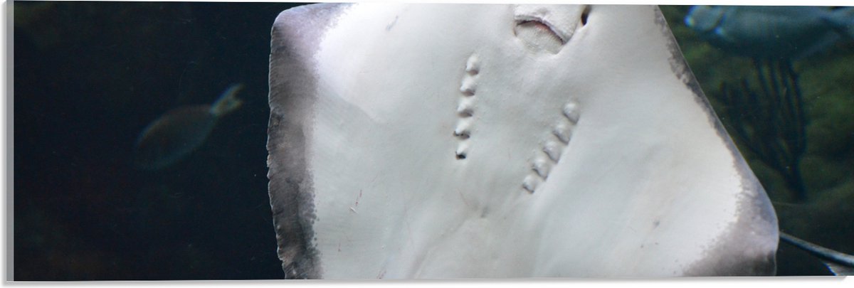 Acrylglas - Onderaanzicht van Rog zwemmend tegen Aquarium - 60x20 cm Foto op Acrylglas (Wanddecoratie op Acrylaat)