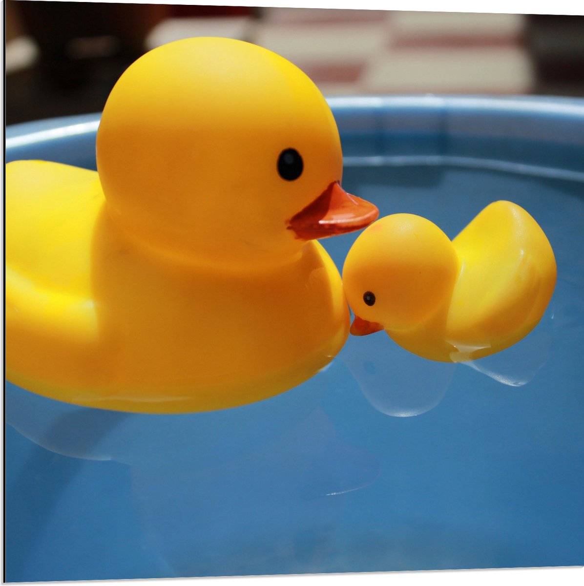 Dibond - Moeder en Baby Badeenden in het Water - 80x80 cm Foto op Aluminium (Met Ophangsysteem)