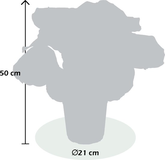 Calathea Compactstar en pot d'ornement Liam Green - plante d'intérieur  purificatrice